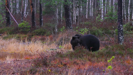 big brown bear eating in dense forest woods of finland during daytime