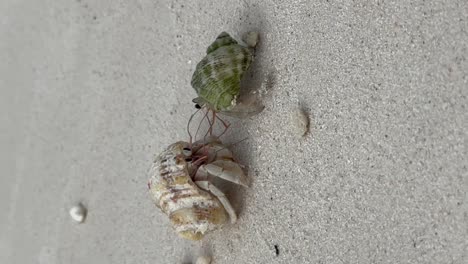 i shelled out for this home - funny maldivian hermit crab fight: malahini kuda bandos, maldives