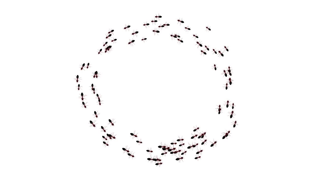 Ant trail following each other in a chain column black insect ants walking green screen silhouettes