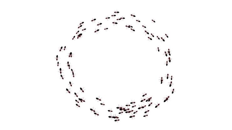 Ant trail following each other in a chain column black insect ants walking green screen silhouettes