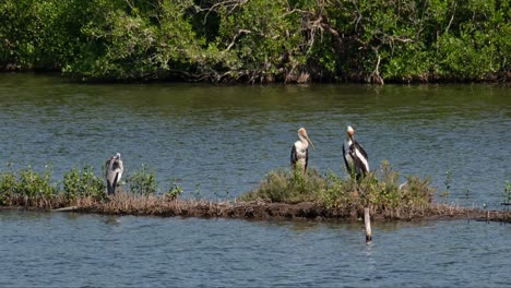 two painted stork mycteria leucocephala and grey heron ardea cinerea pn the left hand side preening, thailand