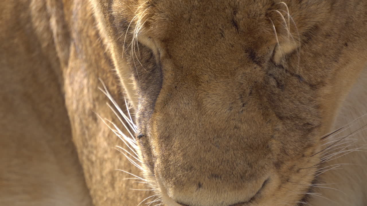 Lion Female aka Lioness Extreme Close Up. Wild Animal Resting in African Savanna, Natural Habitat