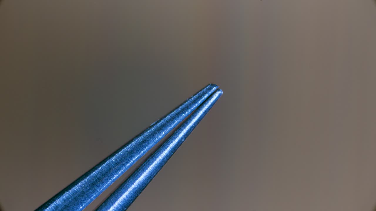 Surgical tweezers with sharp tips under microscope