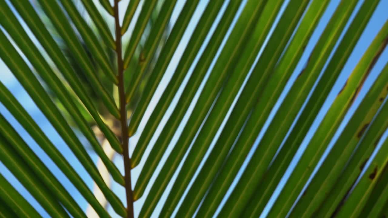 Palm leaves close-up on the island beach with a sky background