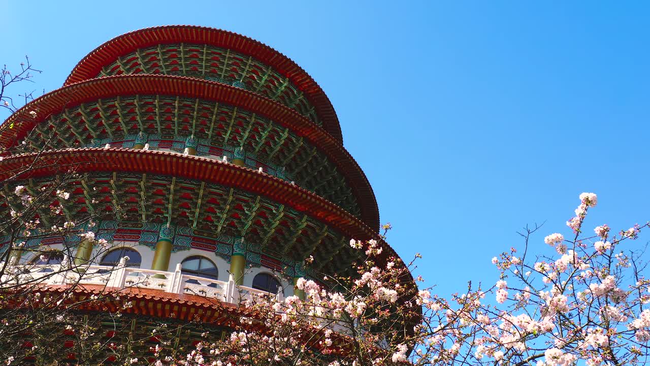 타이베이의 티안 유안 사원의 배경으로 분홍색 사쿠라 체리 꽃이 가까이 핀다.