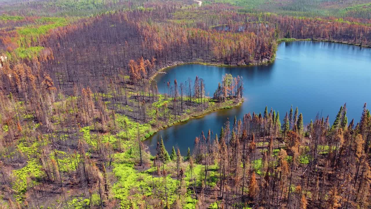 un círculo aéreo disparó a plantas verdes que regresaban al bosque destruido por un incendio forestal