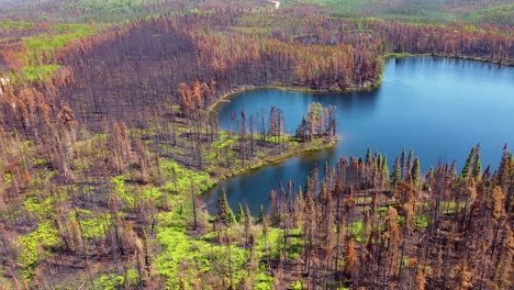 Der-Luftkreis-Schoss-Auf-Grüne-Pflanzen,-Die-In-Den-Durch-Einen-Waldbrand-Zerstörten-Wald-Zurückkehrten