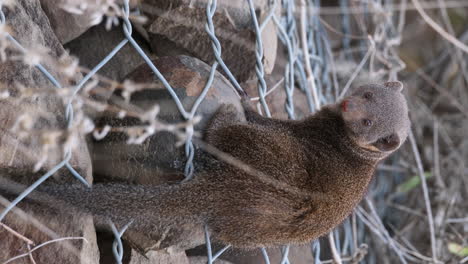 closeup of dwarf mongoose scratching its head with legs