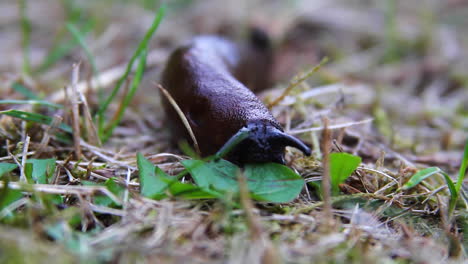 black slug macro: slug tastes small leaf with small lower tentacles