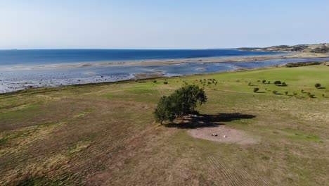 Aerial-view-of-the-coastline-of-Sejerøbugten-with-hills,-trees-and-ocean