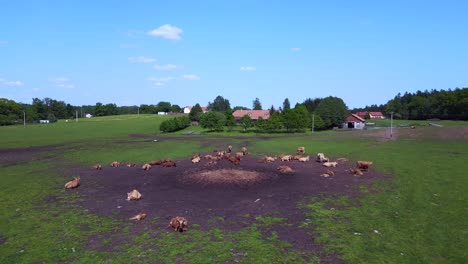 best aerial top view flight herd of cows on pasture meadow, czech republic in europe, summer day of 2023