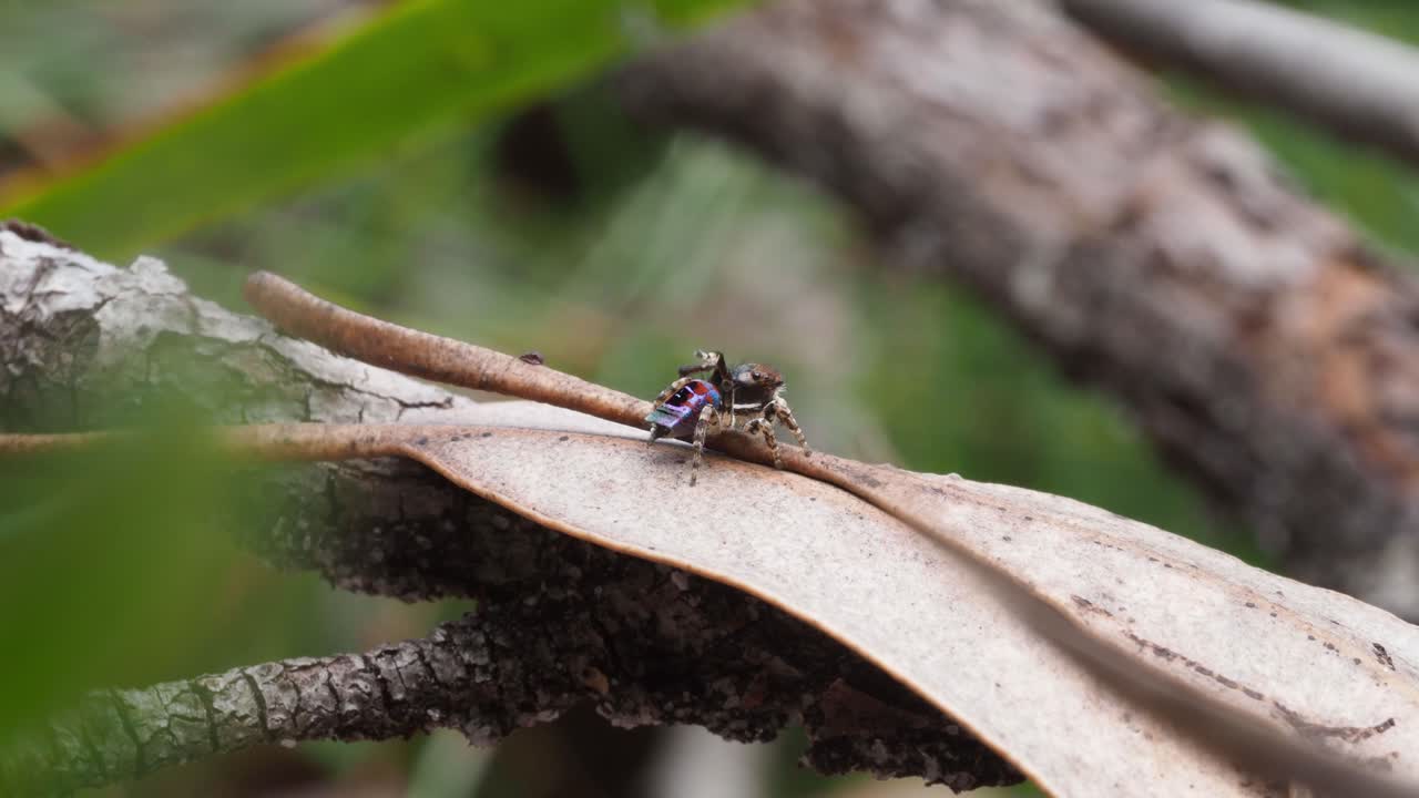 araña pavo real maratus karrie pantalla de pre-apareamiento macho, salta a la salida fuera de foco