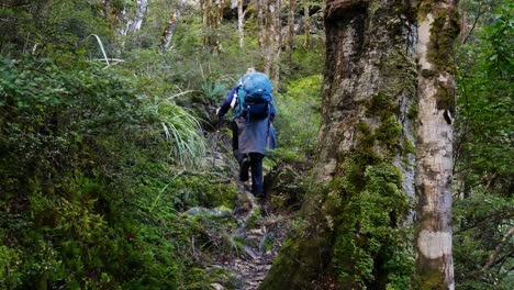 tiro inclinado hacia arriba de una mujer rubia con mochila y bastones de senderismo caminando por un sendero angosto en la jungla - vista trasera