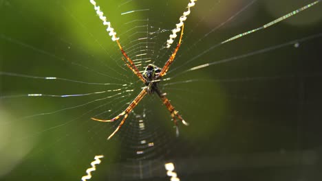 Die-Spinne-Sitzt-In-Ihrem-Netz,-Um-Ihre-Beute-Zu-Fangen