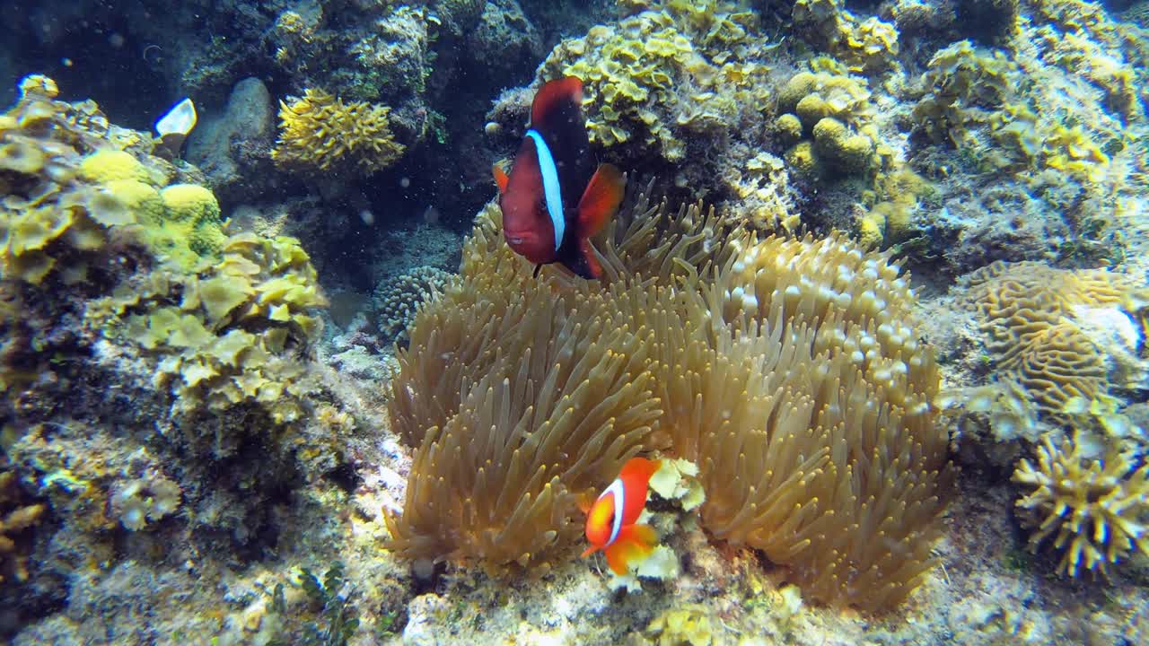 Due pesci pagliaccio nuotano vicino alla loro casa in un anemone, con il più grande che protegge il più piccolo.