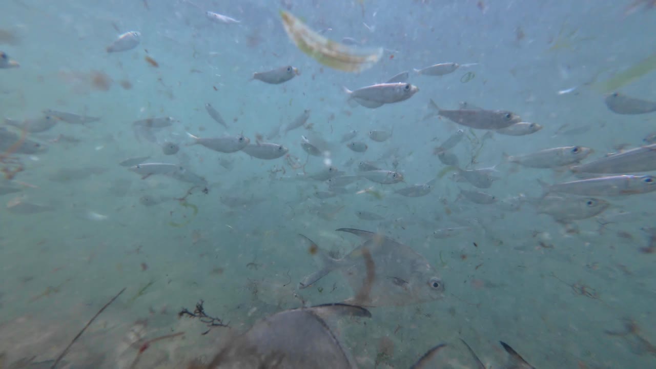 I pesci Pompano abitano tipicamente le aree marine pelagiche, in particolare le zone di risacca, su fondali vegetati e attorno alle barriere coralline nel Mar dei Caraibi.