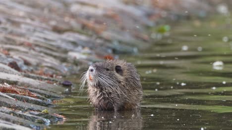 single nutria  chewing wading in river