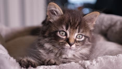 pequeño mainecoon gatito atigrado color