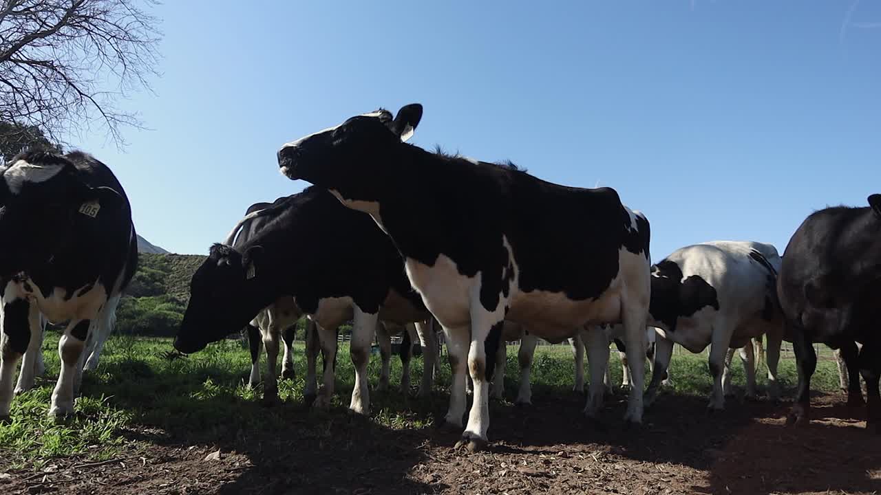 Low angle closeup: Holstein dairy cows stand in farm corral, sunny day