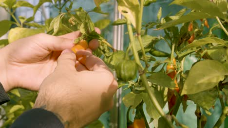 Male-hand-checking-chilis-in-close-up-handheld