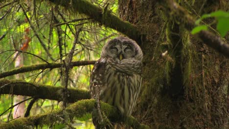 un búho manchado duerme en un árbol cubierto de musgo