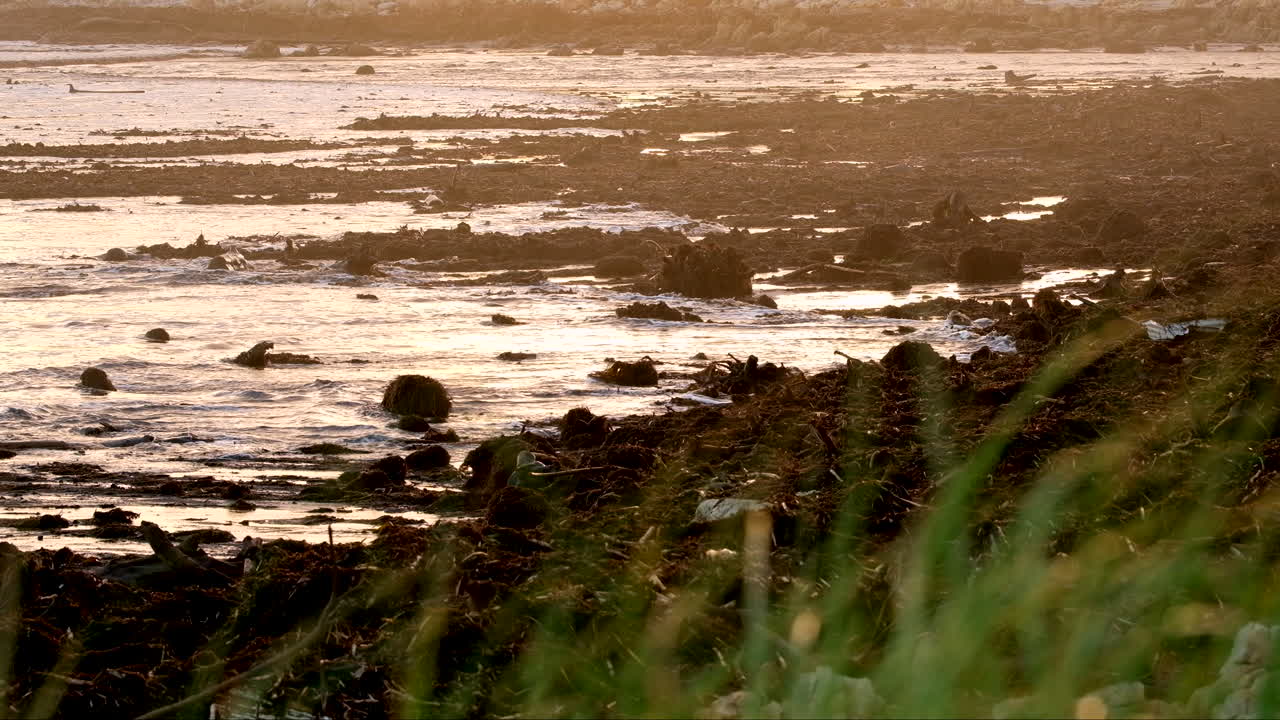 Driftwood, plant matter and marine debris washed up on beach, sunset view