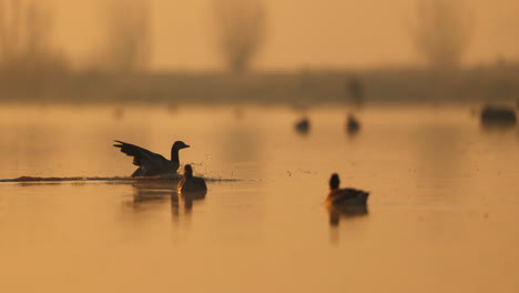 sunrise over a misty lake with birds