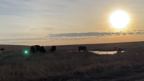 Bisonte-Pastando-Al-Atardecer-En-La-Reserva-De-Oklahoma