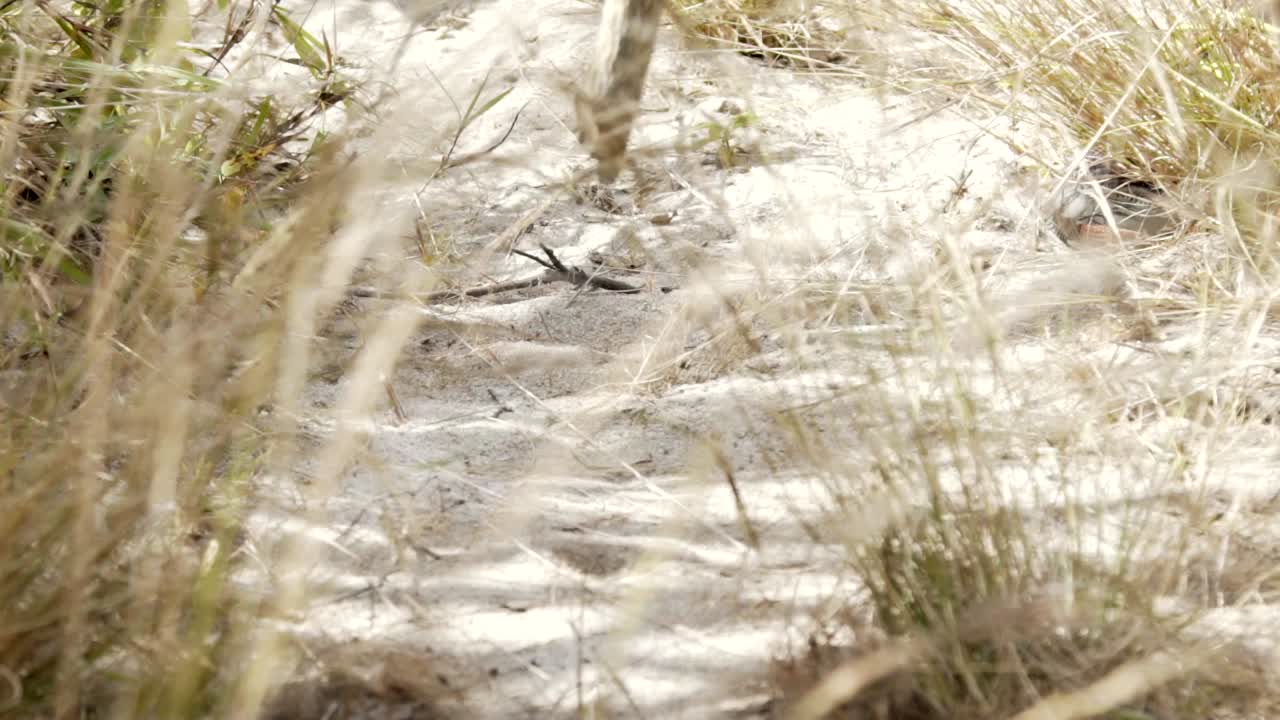 A poachers gin trap snare being set off in Slow Motion.
