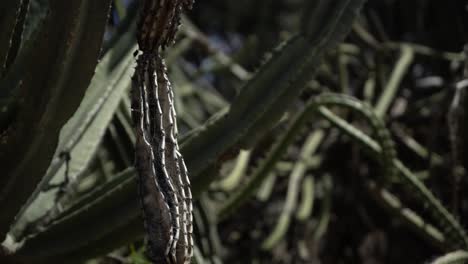 pieza colgante de cactus cereus muerto