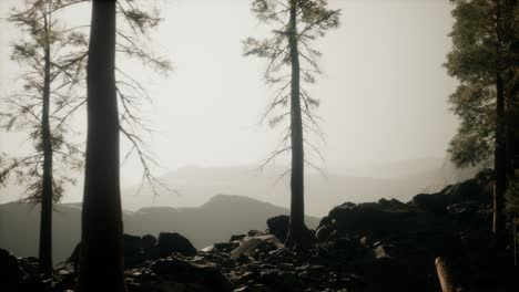 trees-in-fog-in-mountains