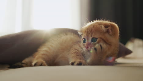 Un-Gatito-Gracioso-Yace-Junto-A-La-Ventana,-Pone-Su-Pata-Debajo-De-Su-Mejilla