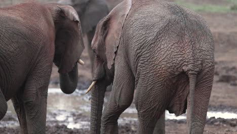 two young african elephants standing by the water hole in aberdare, kenya