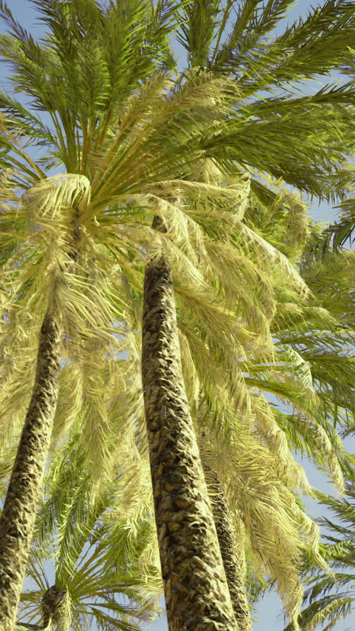 Palm trees sway under the clear blue sky on a sunny day in a tropical paradise