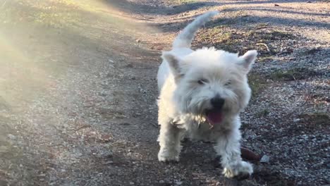 white west highland terrier on a walk