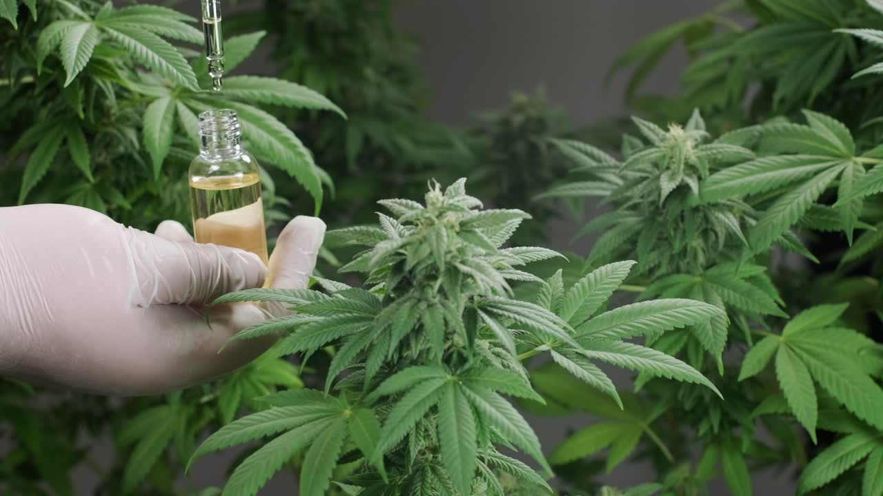 천천히 움직이는 매크로 클로즈업은 생물학적 및 생태적 대마초 식물, 허브 의약품 cbd 기름을 항아리에서 투여하는 방울입니다.