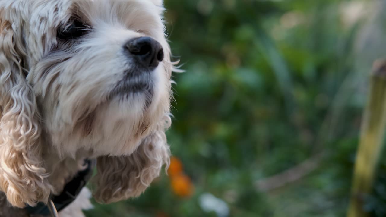 금발 강아지 애완 동물은 녹색 정원에서 신선한 공기를 킁킁 거리며 부드러운 초점 보케에 고정 클로즈업