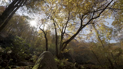 autumn leaves fall from tree on a sunny day in forest, appalachia range