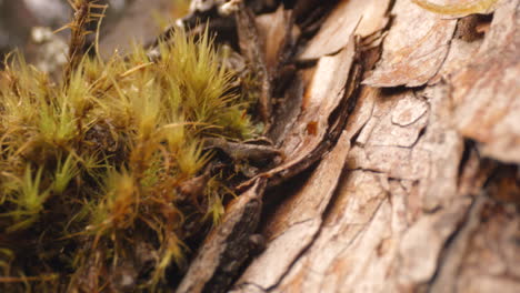 bosque y vegetación, árbol macro