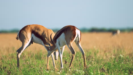 Full-tracking-shot-of-two-Springboks-locking-horns-in-the-grasslands-of-Central-Kalahari-Game-Reserve-in-Botswana-Southern-Africa