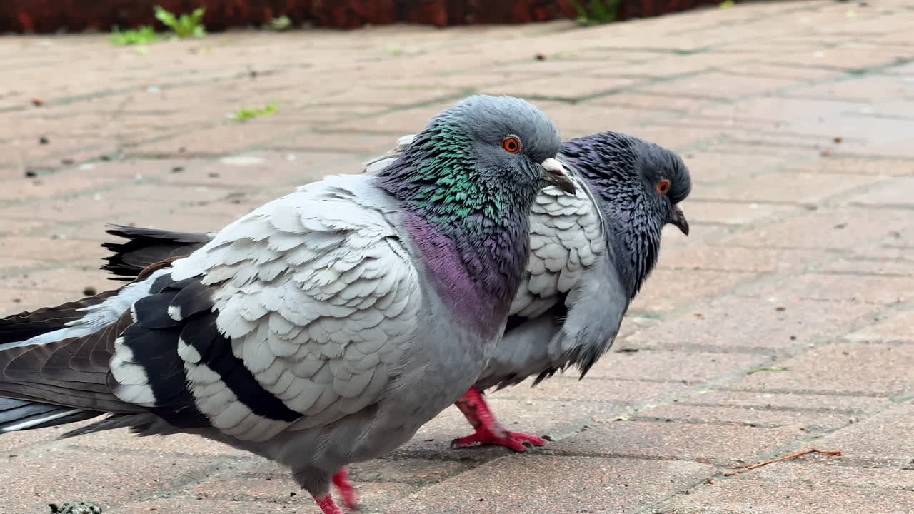 Gray pigeon standing on tiled pavement. A gray pigeon with vibrant eyes stands on a tiled walkway, surveying its surroundings in a city environment