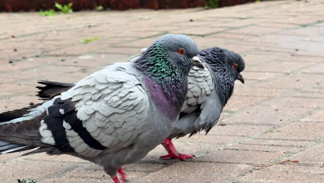 gray pigeon standing on tiled pavement. a gray pigeon with vibrant eyes stands on a tiled walkway, surveying its surroundings in a city environment
