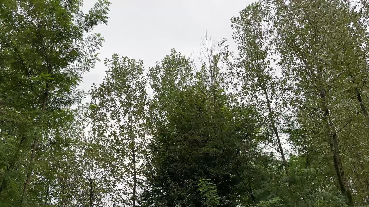 경치 좋은 숲과 자연 풍경, 자연 배경, 은 나무, 비가 오는 날, 여름, 봄, 들판, 바람, 폭풍, 산의 풍경, 이란의 히르카니안 숲, 유네스코 관광 명소