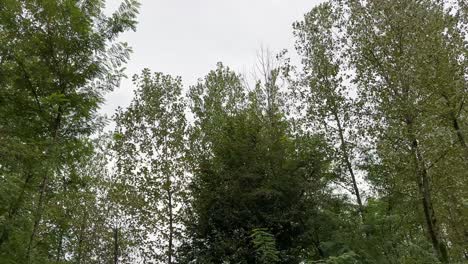 paisaje paisajístico bosque naturaleza fondo natural árbol verde en un día lluvioso en la temporada de verano campo de primavera tormenta de viento en el paisaje de montaña en irán bosque hircanian atracción de la unesco visitar sitio turístico