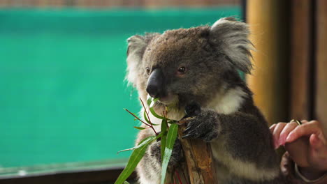 Slow-motion-shot-of-a-Koala-holding-onto-a-branch-and-eating-whilst-being-stroked