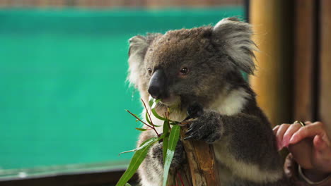 slow motion shot of a koala holding onto a branch and eating whilst being stroked