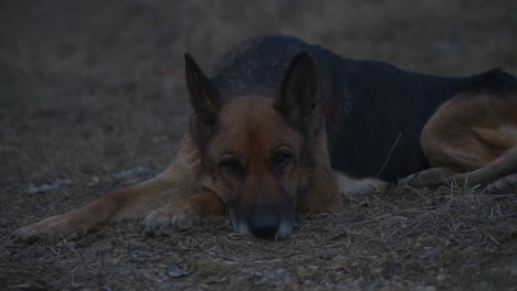 a beautiful german shepherd dog resting on the cool ground - close up