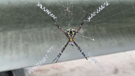 the spider climbs on the web.