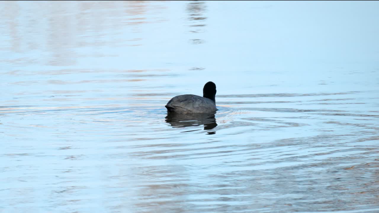 coot común buscando malezas flotantes en un agua tranquila de un estanque durante el día