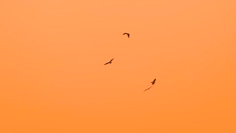 siluetas de águilas o halcones dando vueltas por encima del cielo al atardecer